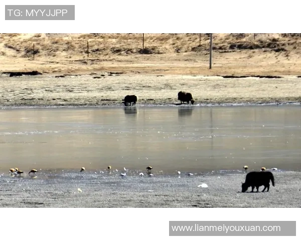 足球明星携手青藏高原在拉萨展开激情四溢的足球友谊赛 足球明星携手青藏高原在拉萨展开激情四溢的足球友谊赛
